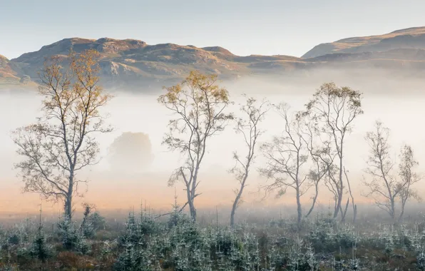 Trees, fog, morning