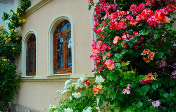 Picture Flowers, House, Windows, House, Flowers