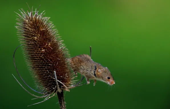 Summer, macro, nature, mouse, Harvest Mouse, The mouse is tiny