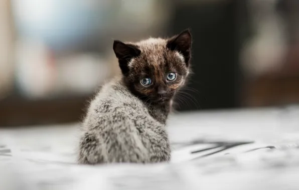 Picture blur, kitty, sitting