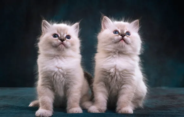 Look, the dark background, kitty, pair, kittens, white, kitty, a couple