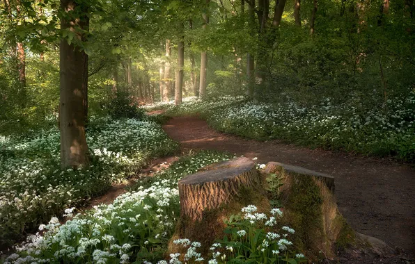 Forest, flowers, Park, stump, path, ramsons