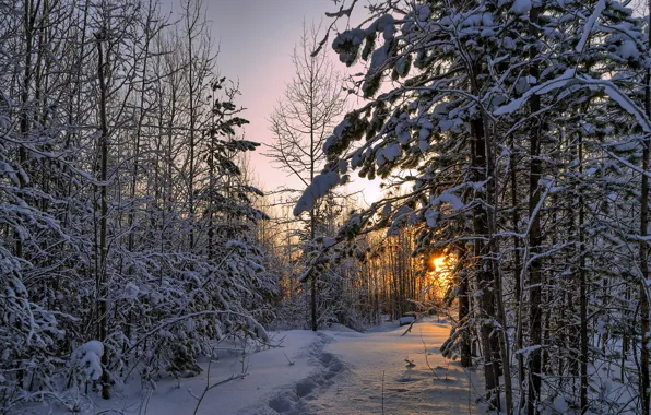 Forest, snow, landscape, nature, morning