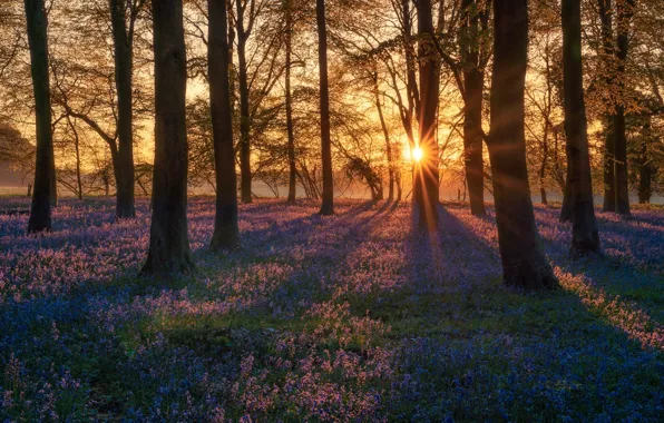 Picture forest, the sun, rays, light, trees, sunset, flowers, branches