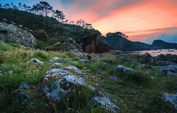 Sea, grass, clouds, trees, sunset, flowers, stones, rocks