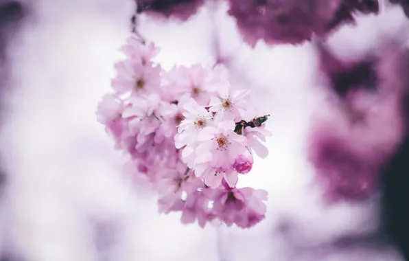 Color, Spring, Flower, Plant, Branch, Plants, Flower, Flowers