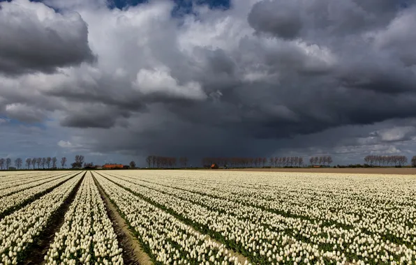 Picture field, the sky, landscape, clouds, tulips
