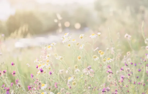 Picture summer, light, flowers, nature