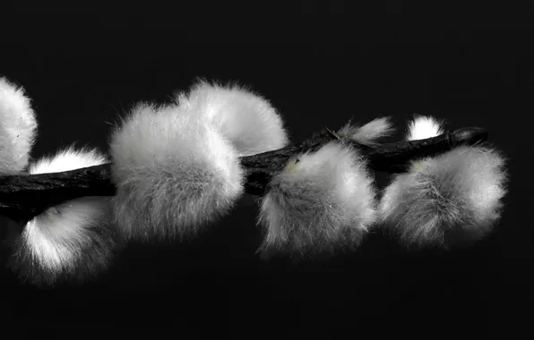 Black and white, kidney, Verba