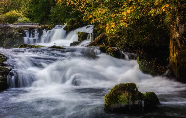 Forest, rocks, shore, waterfall, stream