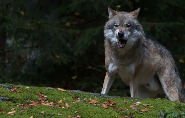 Forest, leaves, the dark background, grey, wolf, grin
