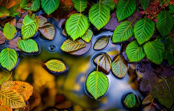 Picture Water, Drops, Foliage