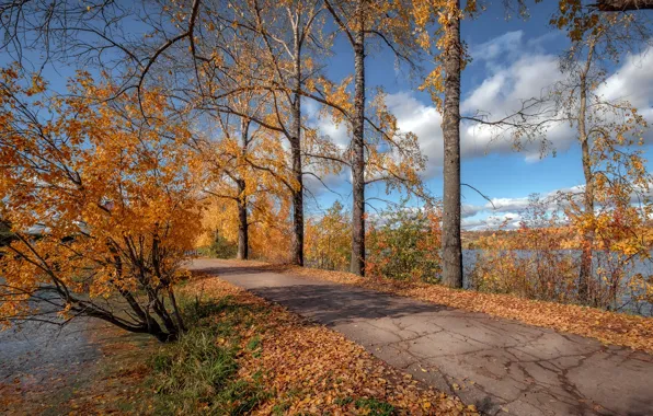Picture autumn, the sun, trees, nature, river, foliage, Andrei