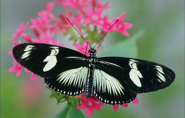 Macro, butterfly, wings, beautiful, flowers, closeup