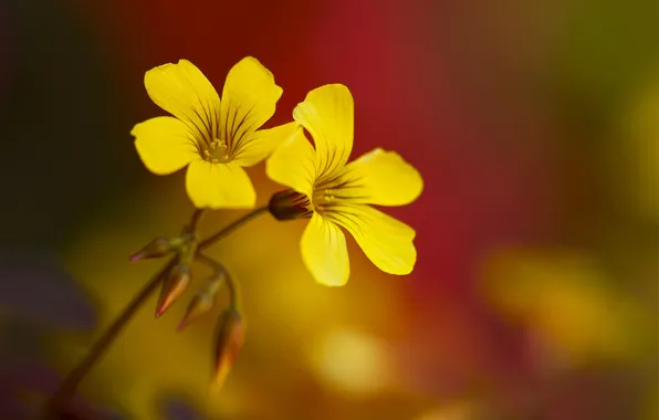 Picture nature, plant, petals, stem