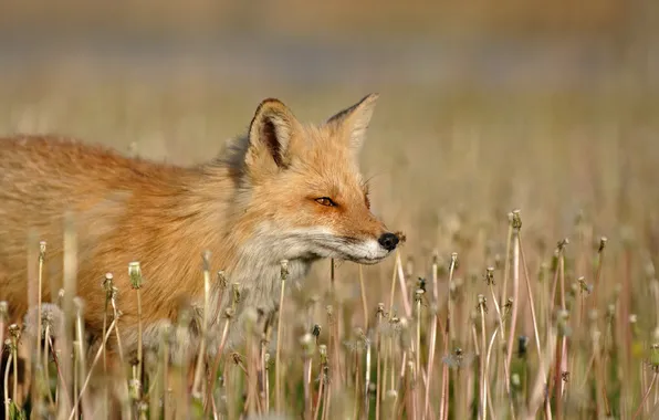 Picture nature, Fox, dandelions