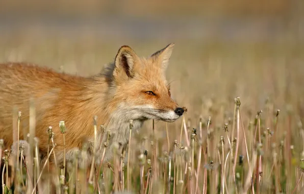 Nature, Fox, dandelions