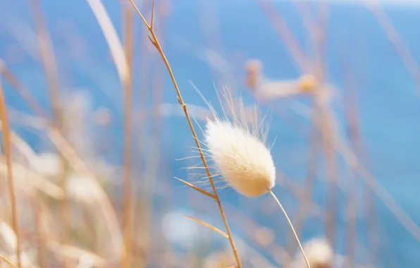 The sky, macro, background, macro