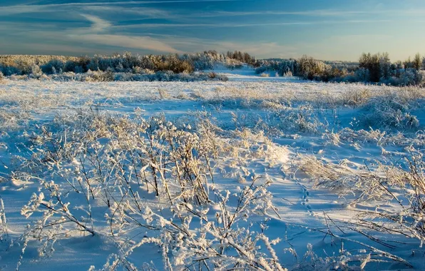 Winter, the sky, grass, snow, nature, photo