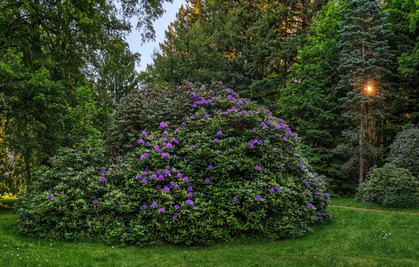 Greens, forest, grass, the sun, trees, flowers, Park, Germany