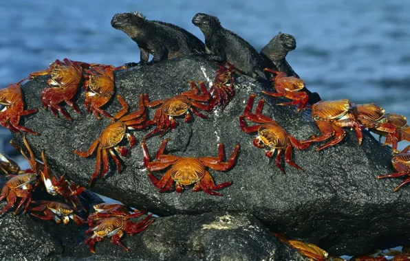 Picture water, shore, stone, crab, eguana