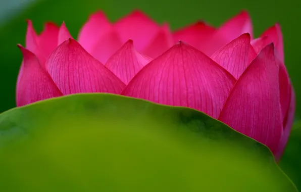 Picture flower, paint, petals, Lotus