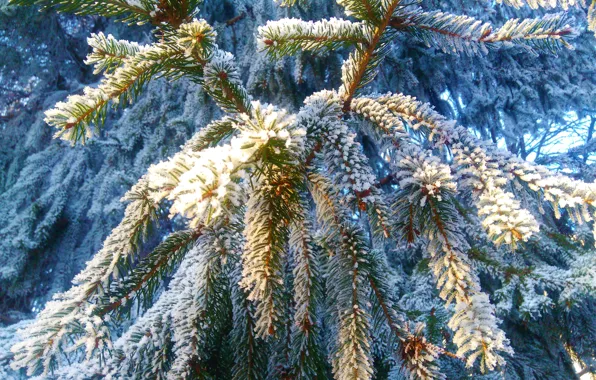 Nature, Snow, New Year, Spruce