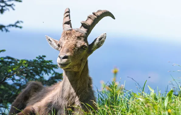 Picture grass, Alpine, ©Tambako The Jaguar, mountain goat, ibex