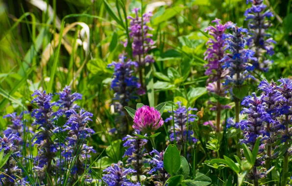 Summer, meadow, clover