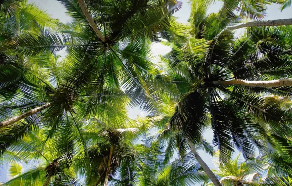 Picture leaves, palm trees, USA, crown, Virgin Islands National Park, Maho Bay, Virgin Islands