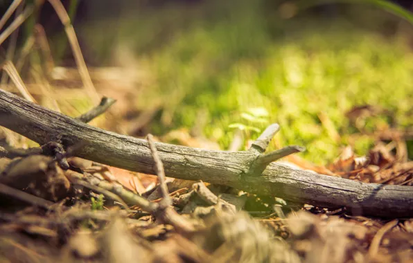 Greens, forest, grass, macro, branches, sprig, moss, stick