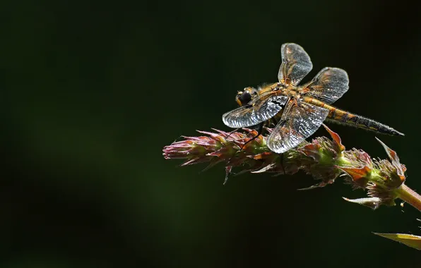 Dragonfly, insect, Blackbrush four-spotted chaser, four-spotted chaser dragonfly