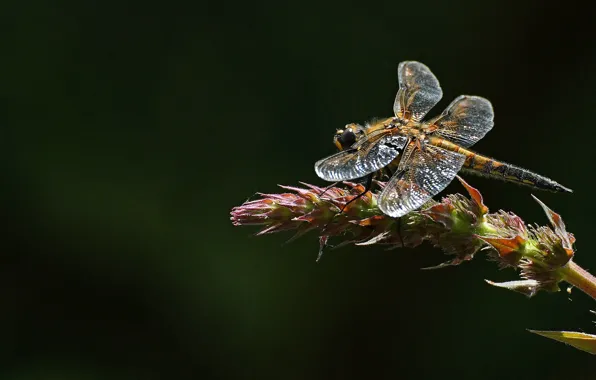 Picture dragonfly, insect, blackbrush four-spotted chaser, four-spotted chaser dragonfly