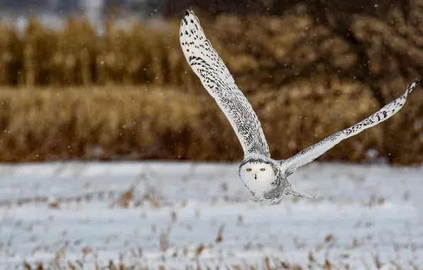 Picture winter, look, snow, flight, nature, owl, bird, snowfall