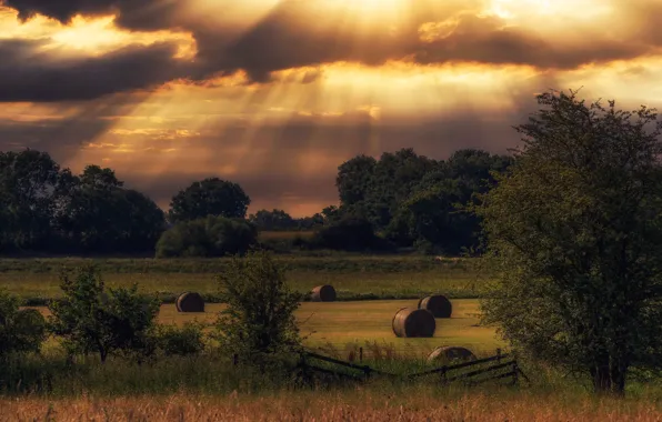 Field, autumn, grass, clouds, rays, light, trees, clouds