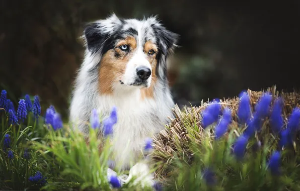 Flowers, each, dog, spring, Australian shepherd, Aussie