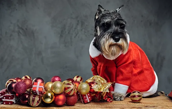 Look, face, balls, pose, Board, dog, Christmas, costume