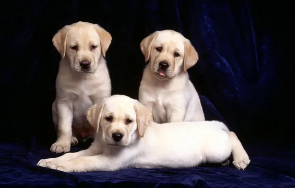 Picture trio, blue background, Labradors, puppies