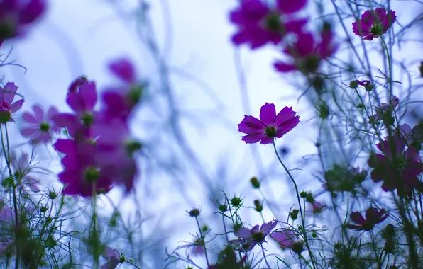 Summer, flowers, stems, glade, blur, purple, blur, blue background
