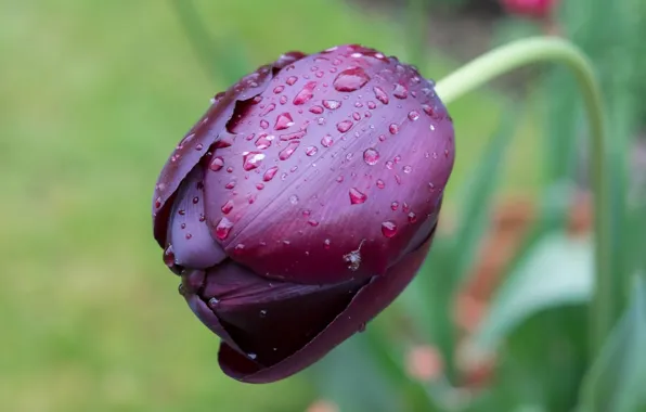 Picture drops, macro, Tulip