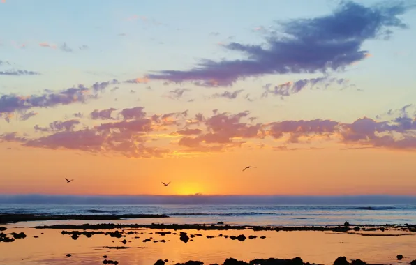 Sea, clouds, birds, reflection, sunrise, stones, Seagull, pool