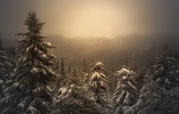 Picture winter, forest, the sky, light, tree, ate, snowy
