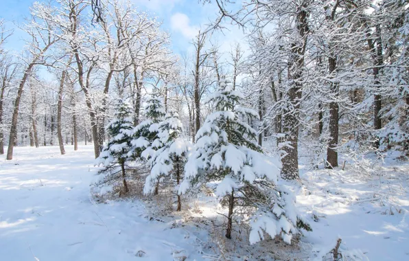 Picture winter, forest, snow, trees, tree, spruce