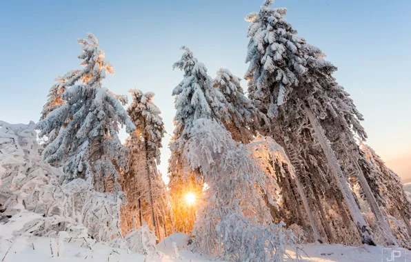 Winter, forest, the sun, light, snow, trees, nature