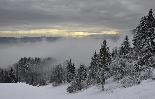 Snow, trees, mountains, fog