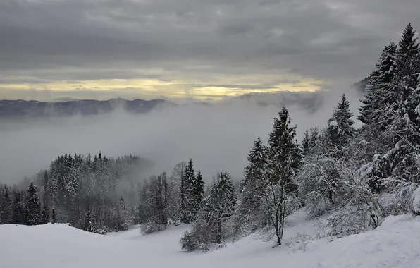 Picture snow, trees, mountains, fog