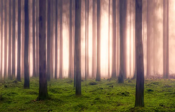 Autumn, forest, nature