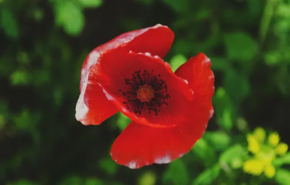 Flower, red, Mac, petals
