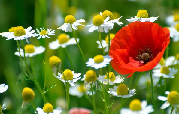 Picture nature, Mac, chamomile