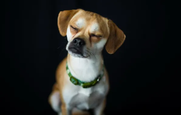 Background, home, dog